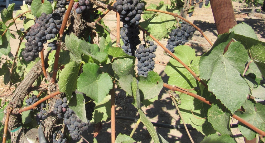 WFP-hearden-wine-grapes.JPG