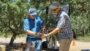 Sample an almond branch for phytophthora