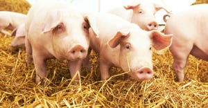 several pigs standing on straw