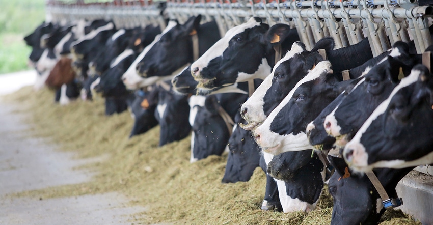 Holstein cows in stanchion