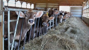 Dairy cows in a barn looking at the camera