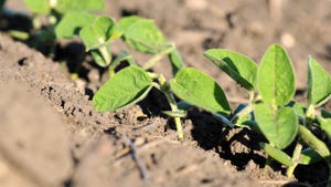 Close-up of row of emerging soybeans
