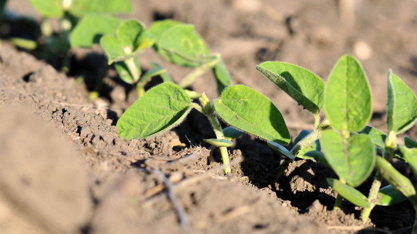 Close-up of row of emerging soybeans