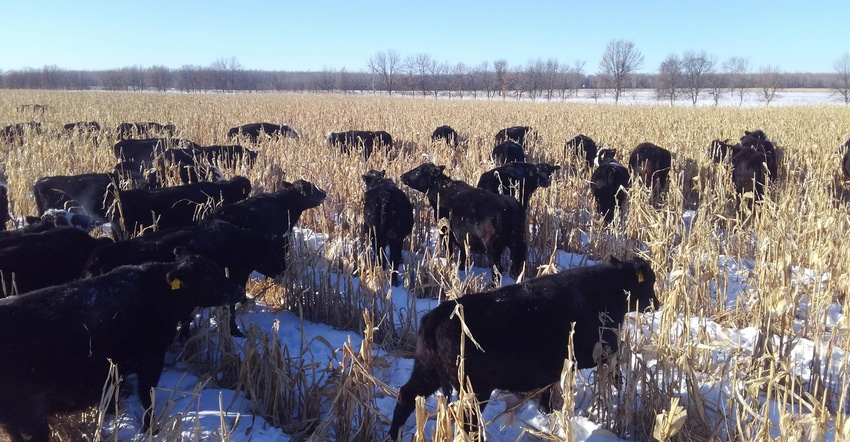 Cattle at Trinity Creek Ranch near Red Lake Falls, Minn., graze throughout the winter on corn stalk residue, cover crops and Cattle at Trinity Creek Ranch near Red Lake Falls, Minn., graze throughout the winter on corn stalk residue, cover crops and