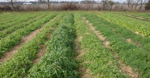 cover crop and specialty crops