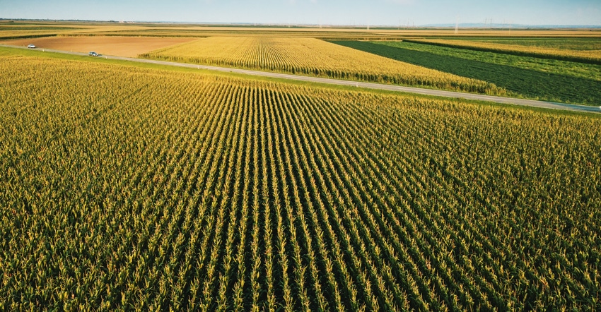 aerial shot of cornfield