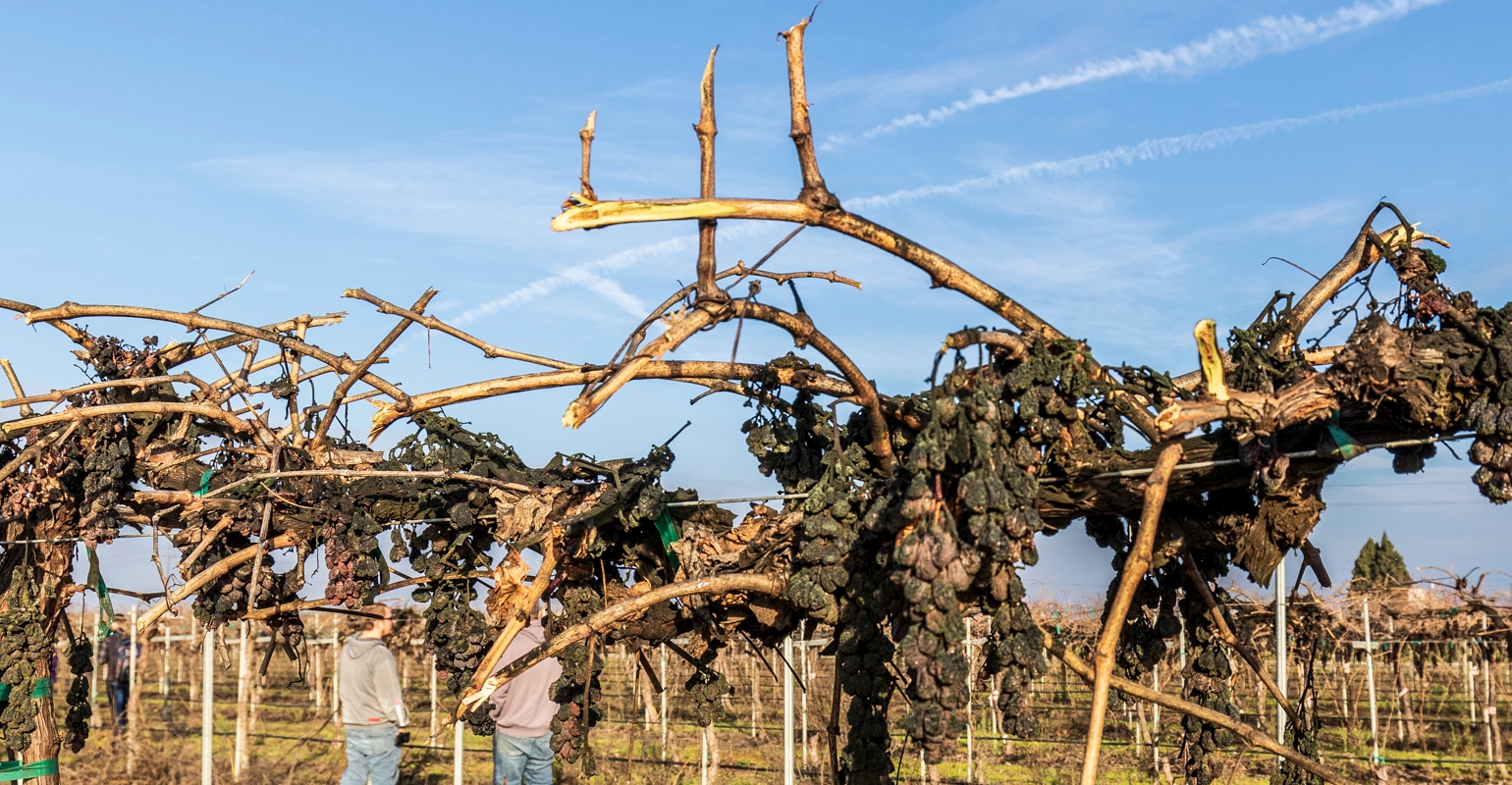 In California, a new strategy to fight grapevine-killing bacteria