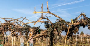 wfp-todd-fitchette-mechanical-vineyard-pruning-294.jpg