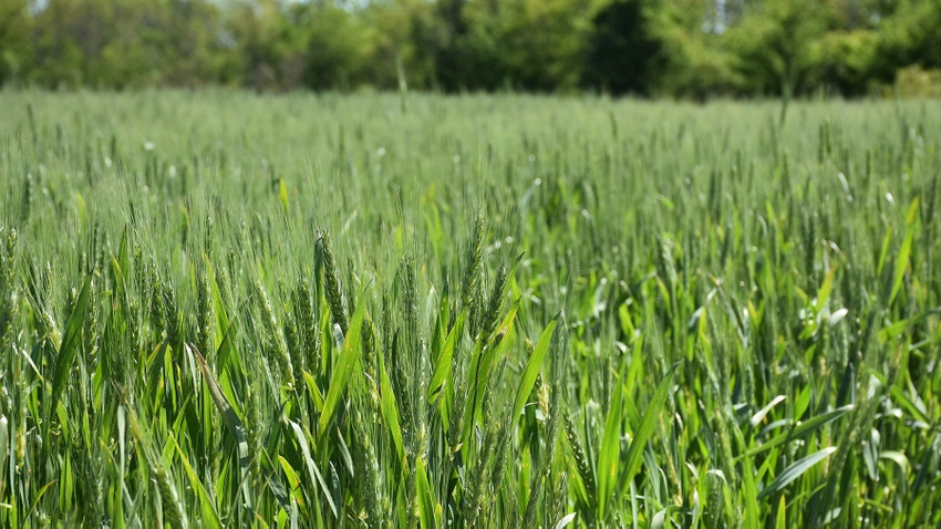 Wheat Wheat