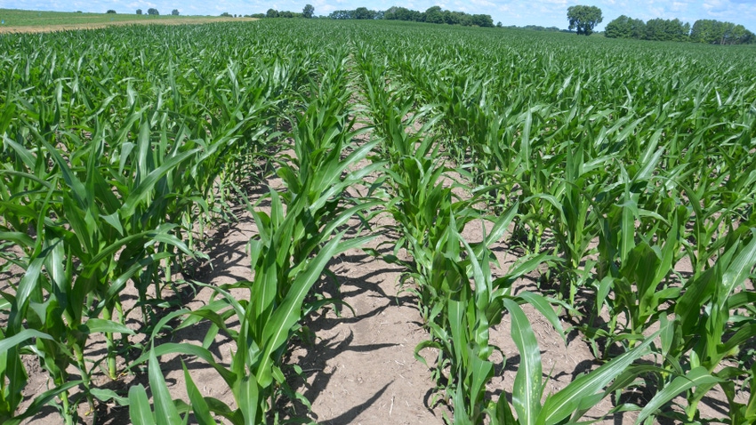 young cornfield