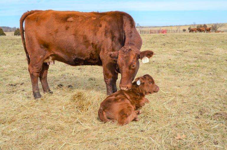 A young calf and its mom