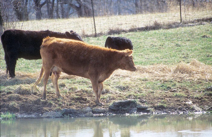 Cow with grass tetany
