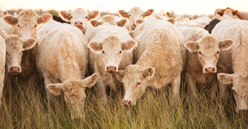 Herd of white Charolais cattle looking at camera 