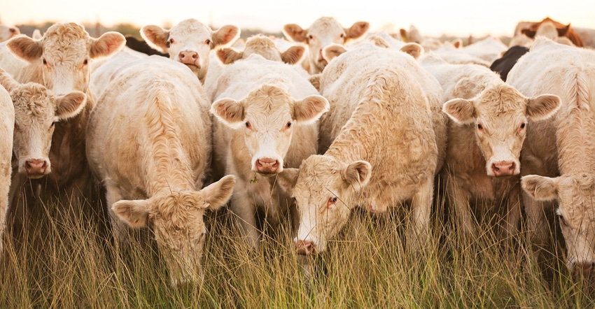 Herd of white Charolais cattle looking at camera Herd of white Charolais cattle looking at camera