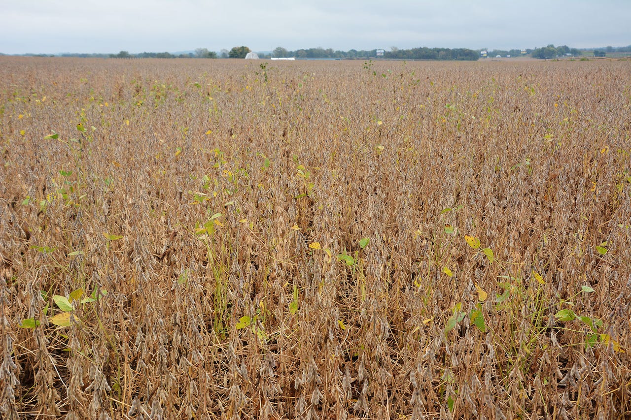 Soybean field ready for harvest