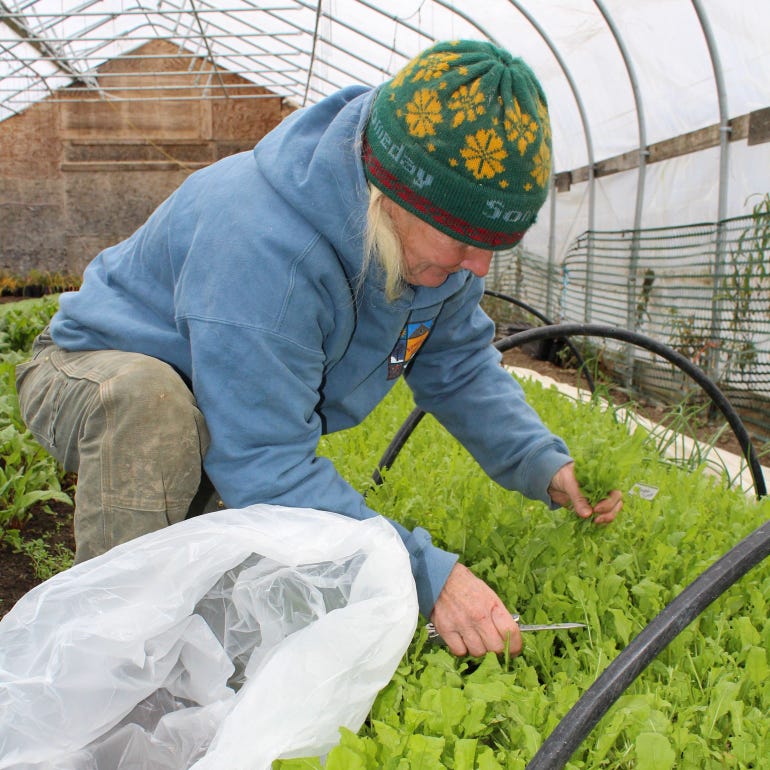 Scout Proft works on harvesting greens grown inside cold frames