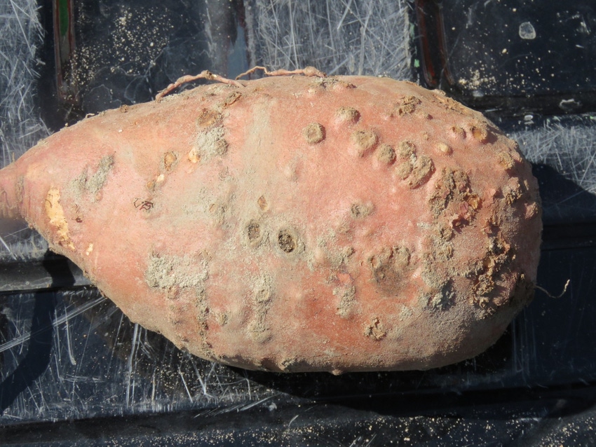 Guava_Root_Knot_Nematode_Sweet_Potatoes.jpg