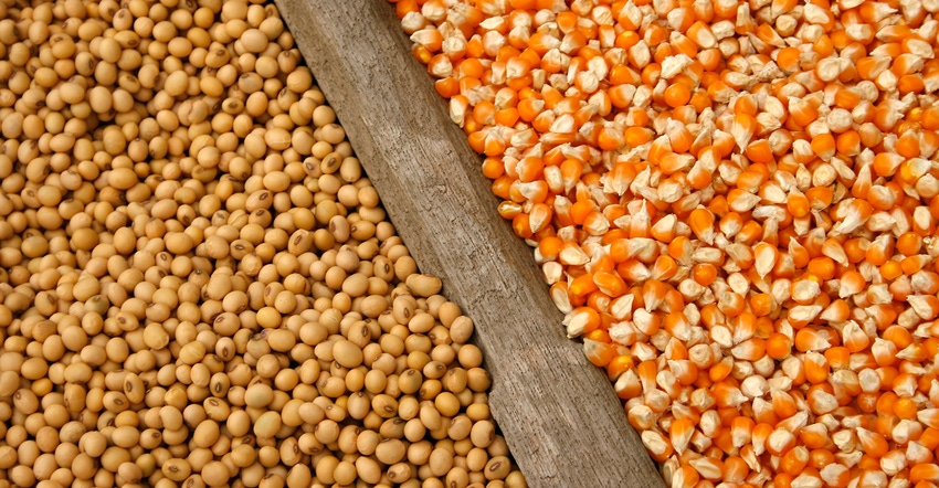soybean and corn seeds