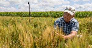 A man using technology to examine wheat in a field