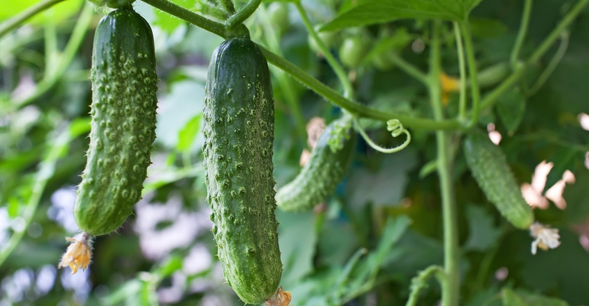 cucumber tree with cucumbers in foreground