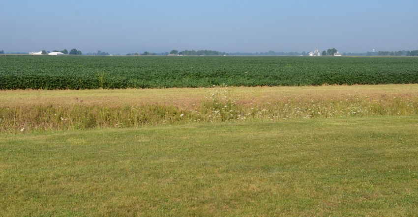 Indiana soybean field