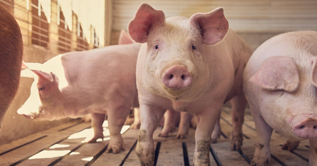 U.S. pork exports look to rebound after pseudorabies-related ban