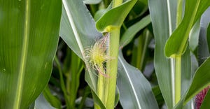 Corn at silking, pollination