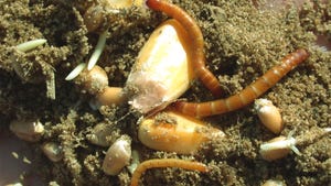 Wireworms crawling on corn kernels