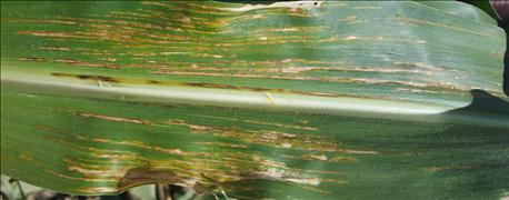 bacterial_leaf_streak_confirmed_corn_nebraska_1_636078197233002784.jpg