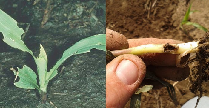 Leaf feeding can occur (left), or larvae can severely damage or kill plants (right).