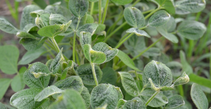 closeup of dicamba damage in soybeans