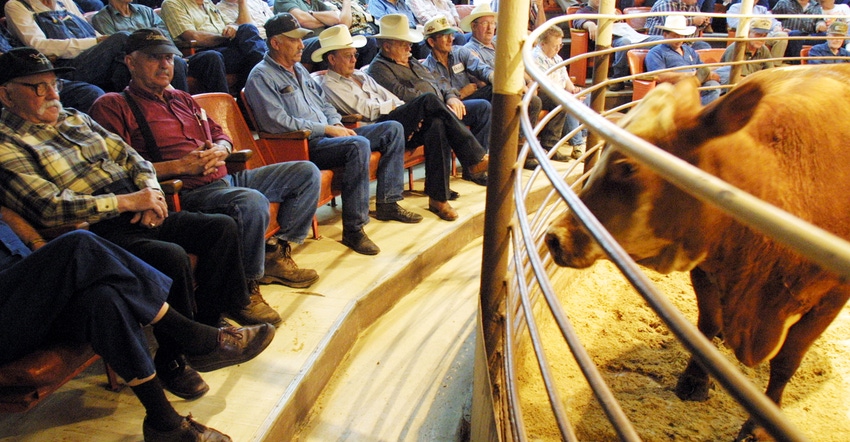 Ranchers at Texas Livestock Auction