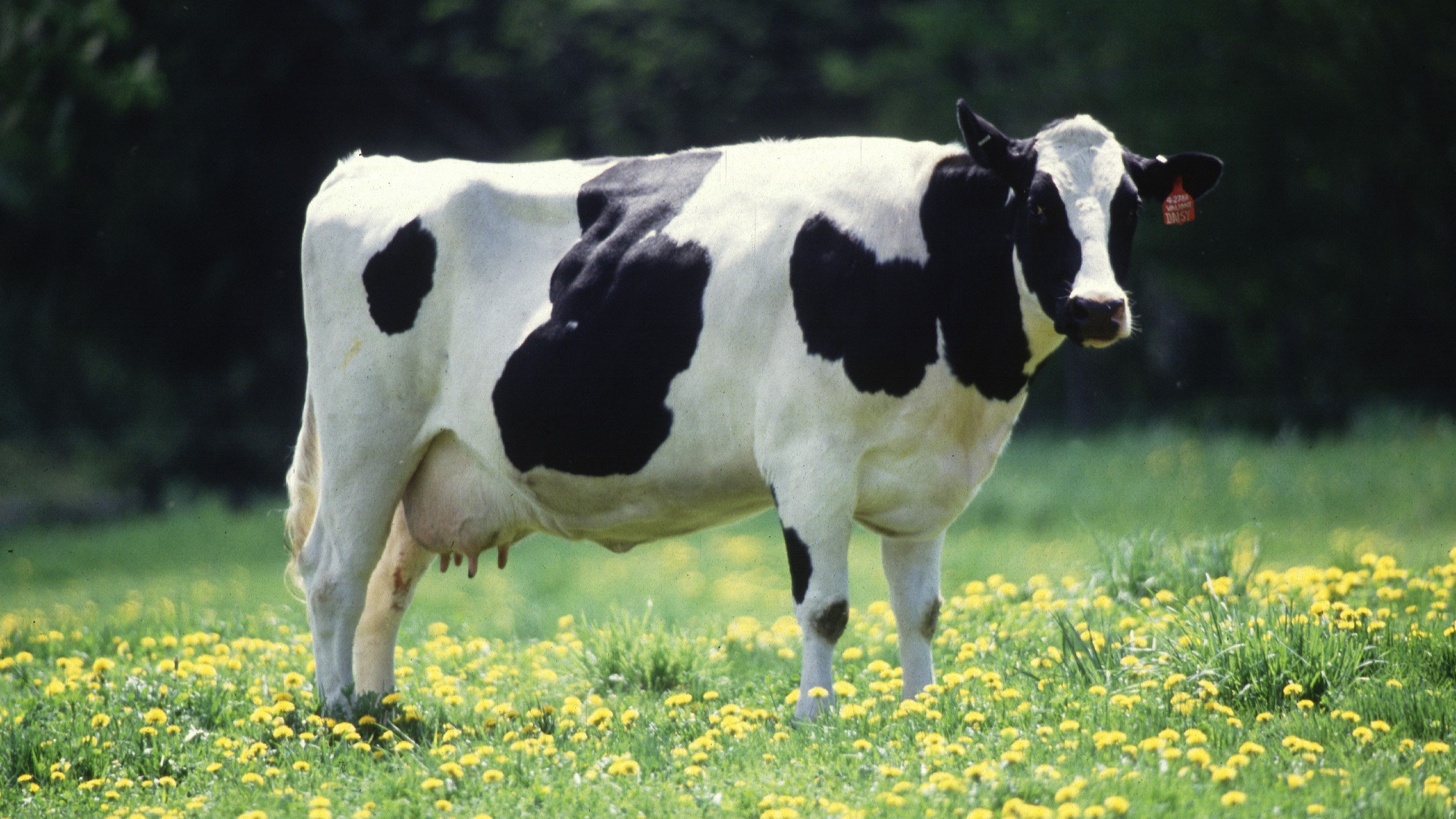 Dairy cow
