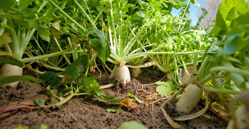 radish grows as cover crop