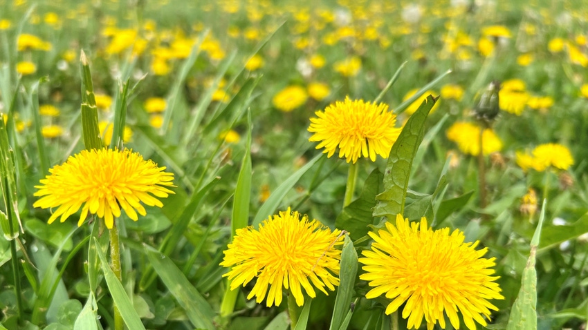 dandelions in field