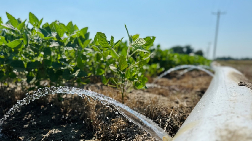 Close up of poly pipe irrigation, with water coming from the white pipe to water furrows in a soybean field.