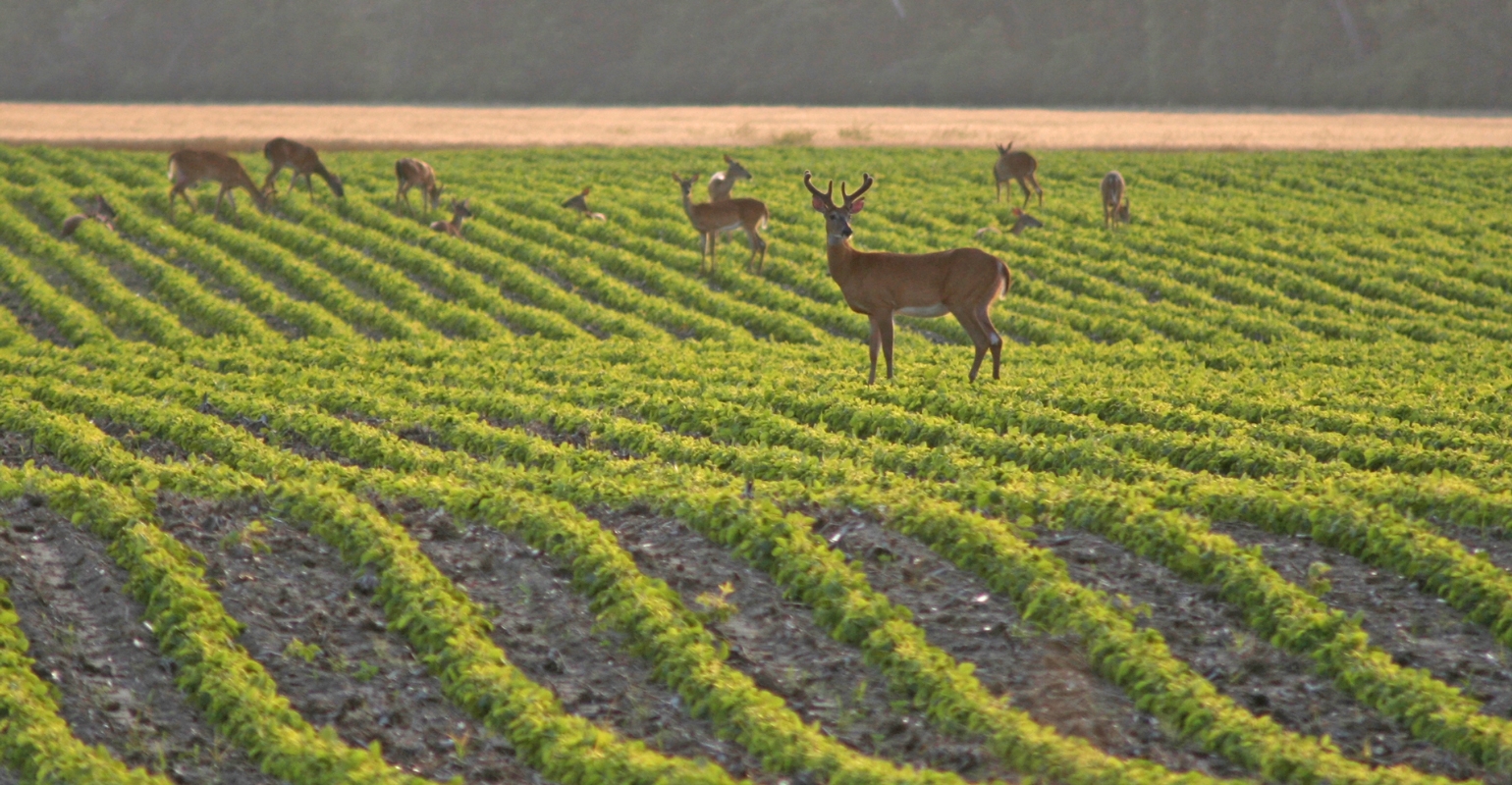 Crop damage by deer? Get on DNR's list