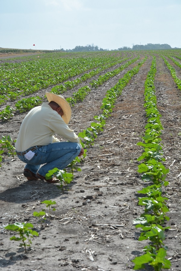 How to Think About Cotton: Plant Growth Regulators - Alabama