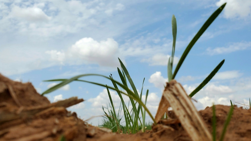 wheat-emerging-drought