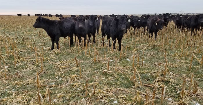 black cattle grazing cover crop in corn stubble