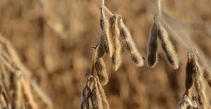Soybean research focuses on new uses