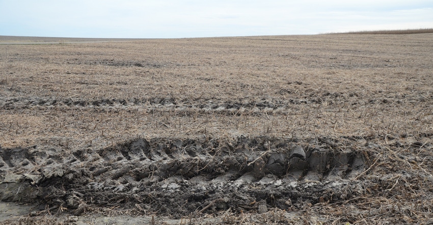 Fields with harvest ruts may need smoothing with shallow tillage; however, producers should wait until the soil dries to avoi