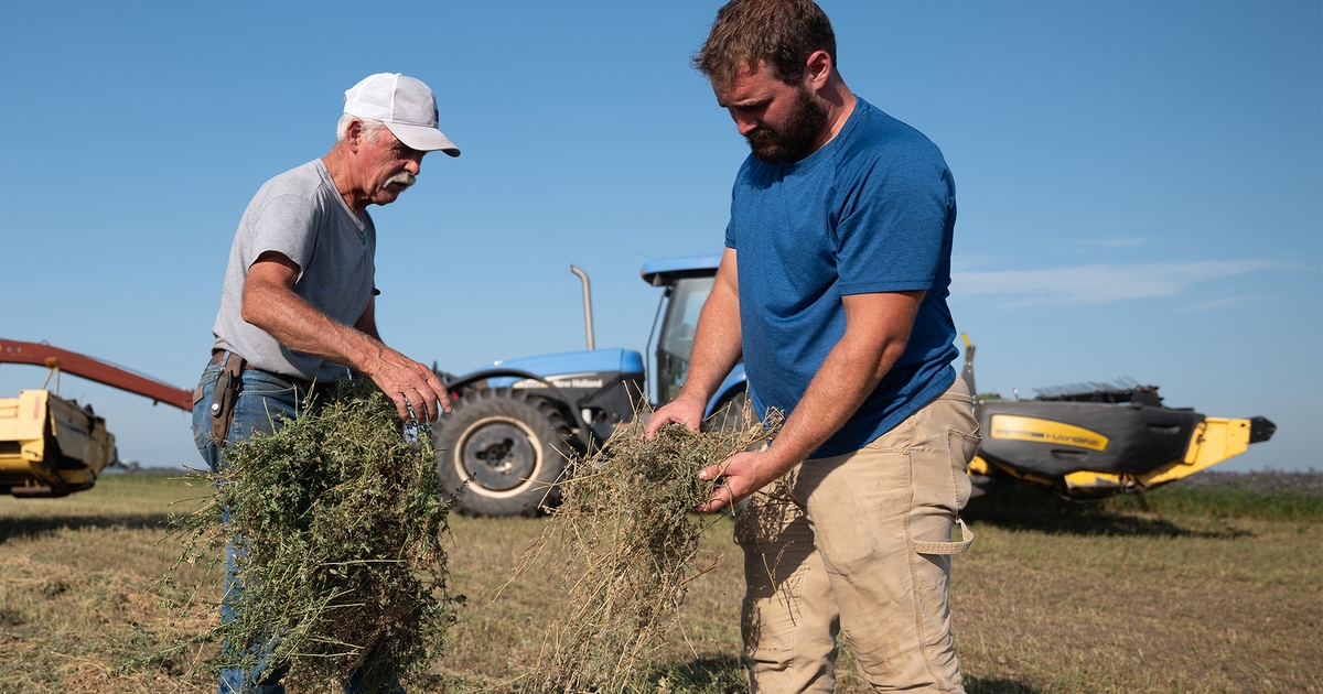 Take down herbicideresistant kochia