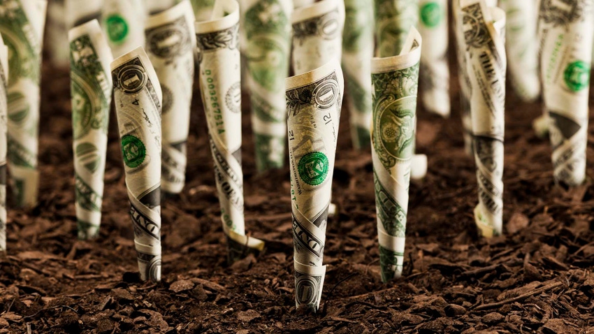 Dollar bills rolled up sticking out of soil