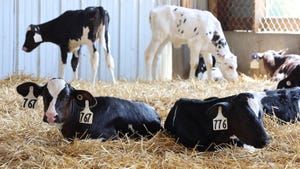 Calves resting in hay