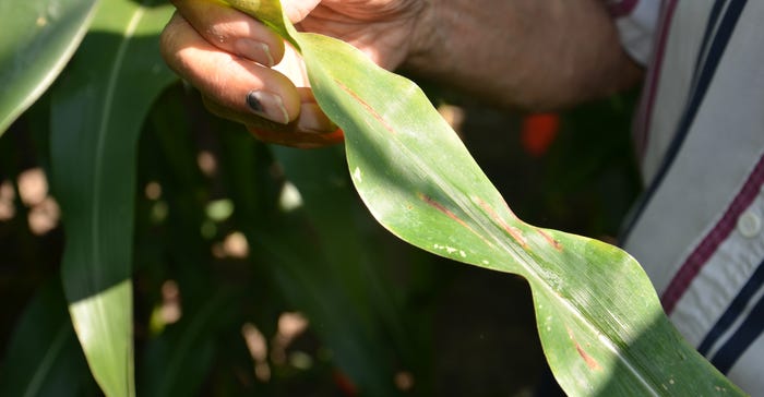 Disease lesions on corn leaf in the middle of plant at tasseling