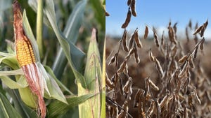 Close up of late season ear of field corn on left and close up of soybean pods ready to harvest on right.