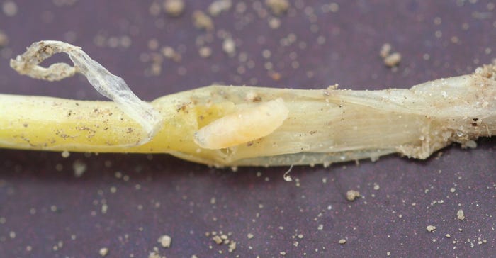 Close up of seedcorn maggot