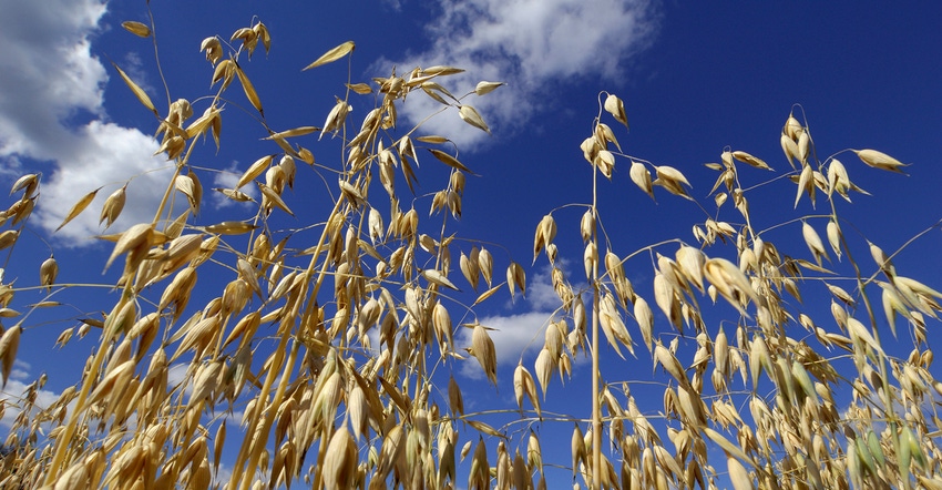 field of oats blue sky