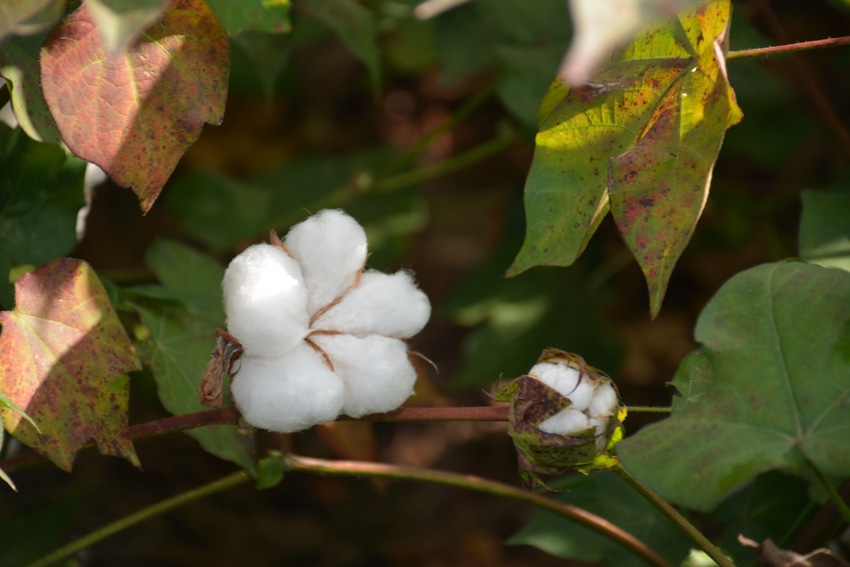 Delta-smith-defoliation .JPG Delta-smith-defoliation .JPG